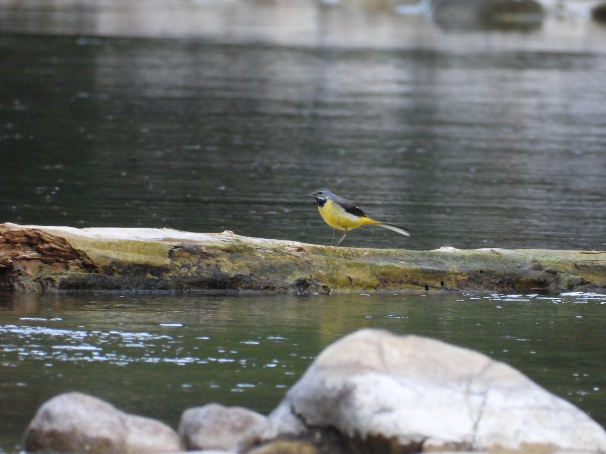Gray Wagtail - ML638793779