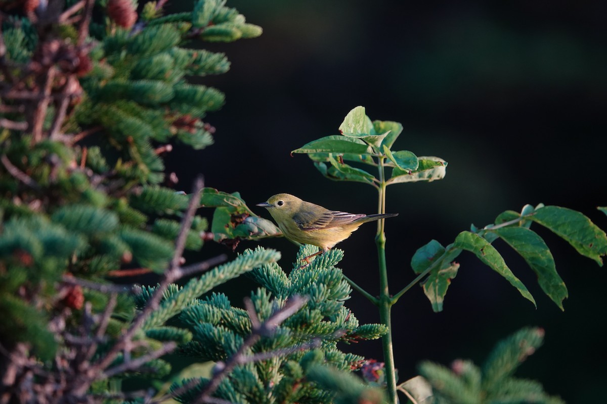 Yellow Warbler - ML638793799