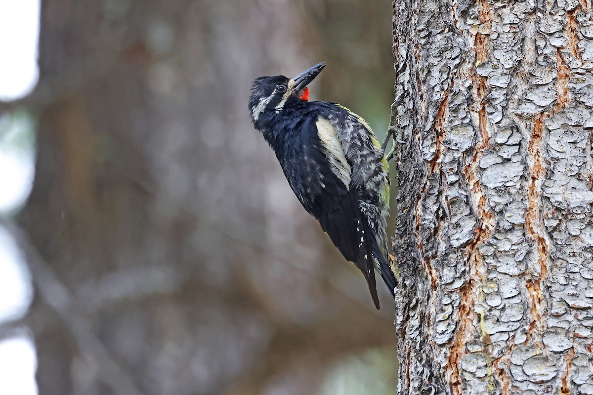 Williamson's Sapsucker - ML638793800