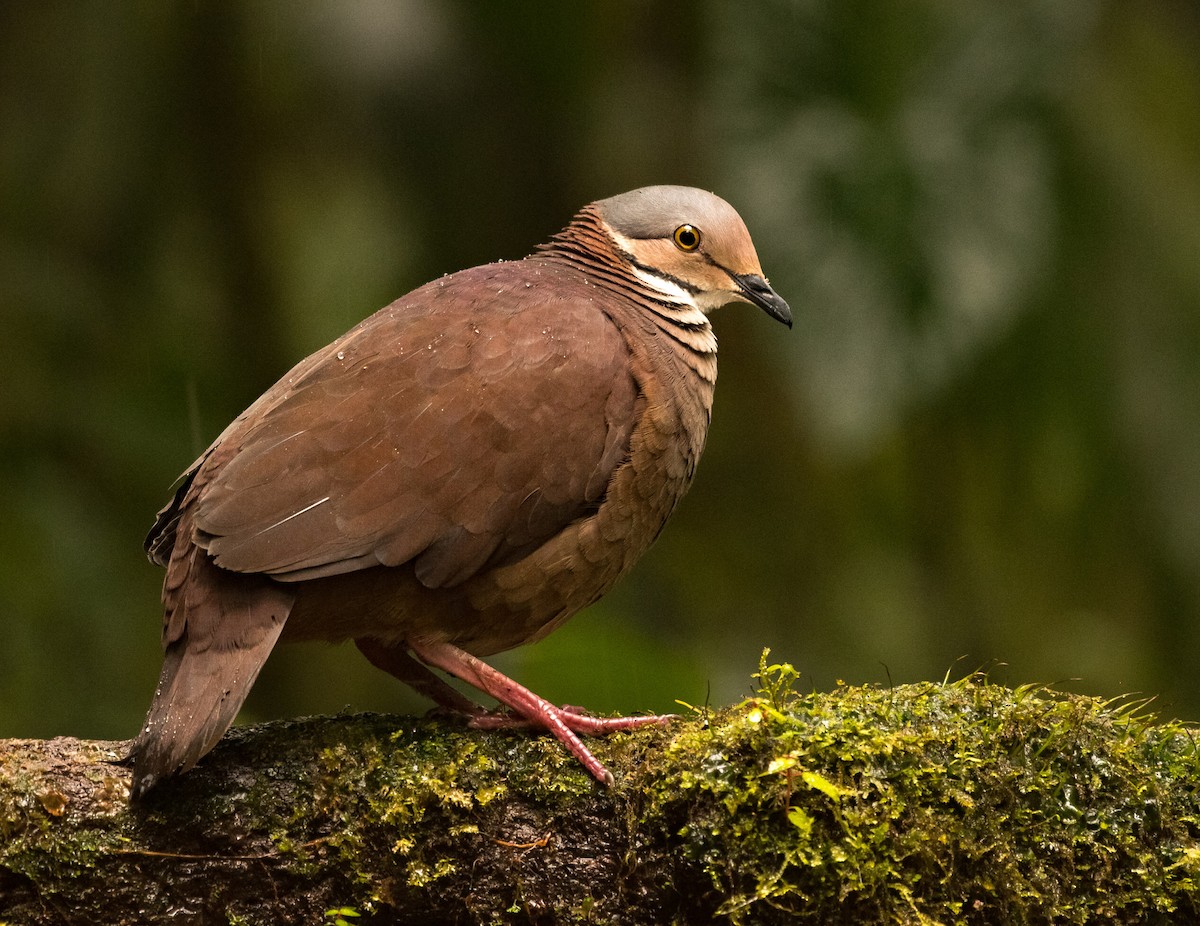 White-throated Quail-Dove - ML638793802