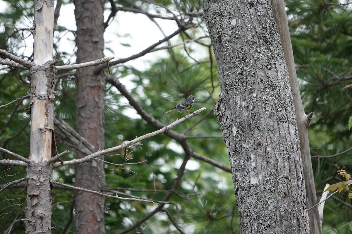 Yellow-rumped Warbler - ML638793804