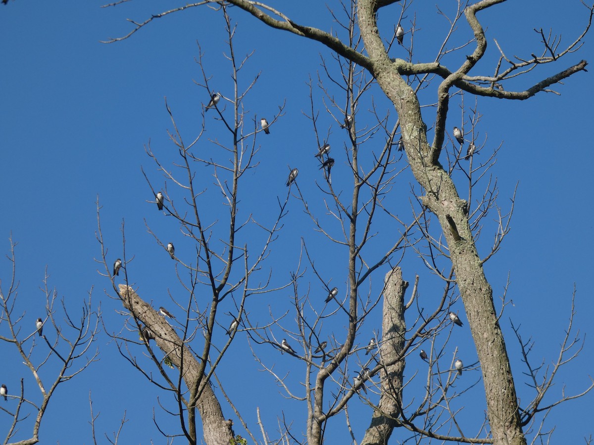 Tree Swallow - ML638793806