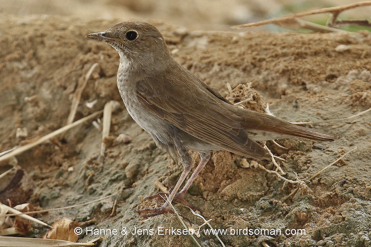 Thrush Nightingale - ML63879381