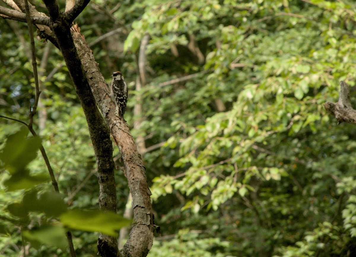 Downy Woodpecker - ML638793815