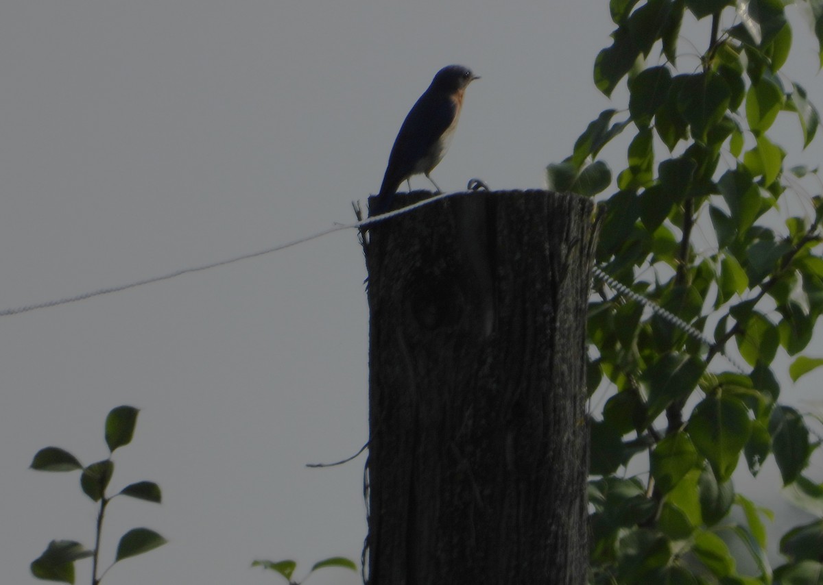 Eastern Bluebird - ML638793821