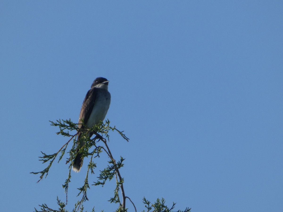 Eastern Kingbird - ML638793835