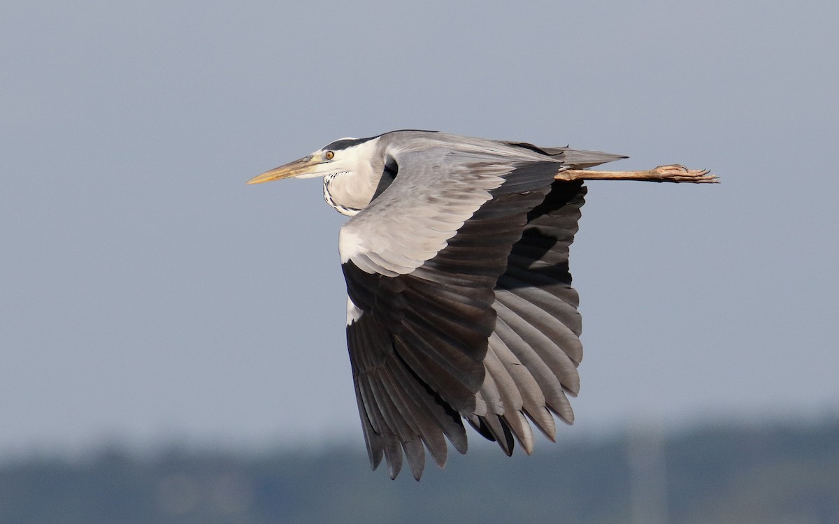 Gray Heron (Gray) - ML638793836