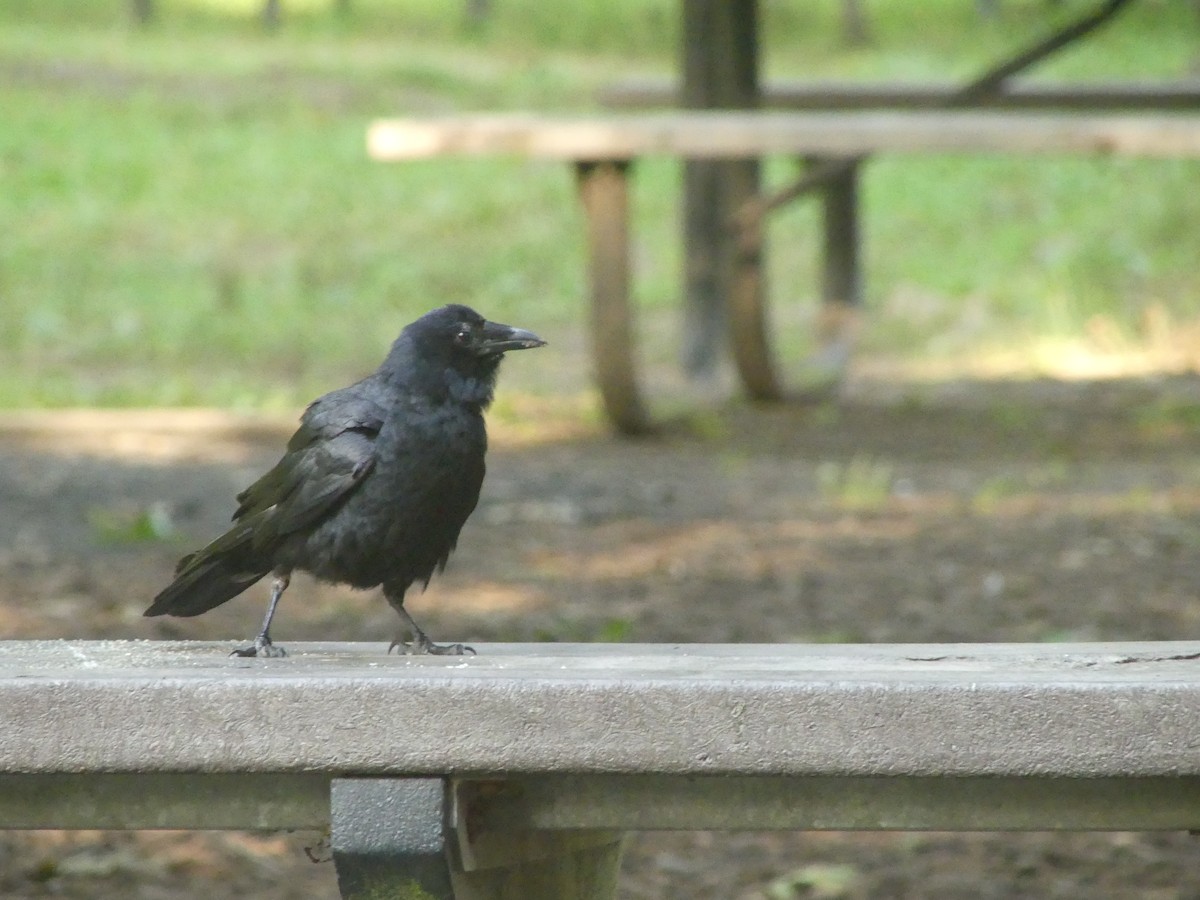 Fish Crow - ML638793840