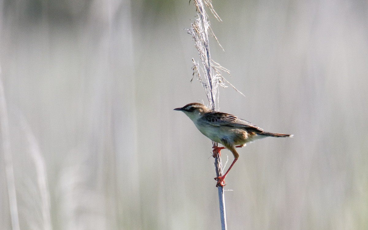 Zitting Cisticola (Far Eastern) - ML638793843