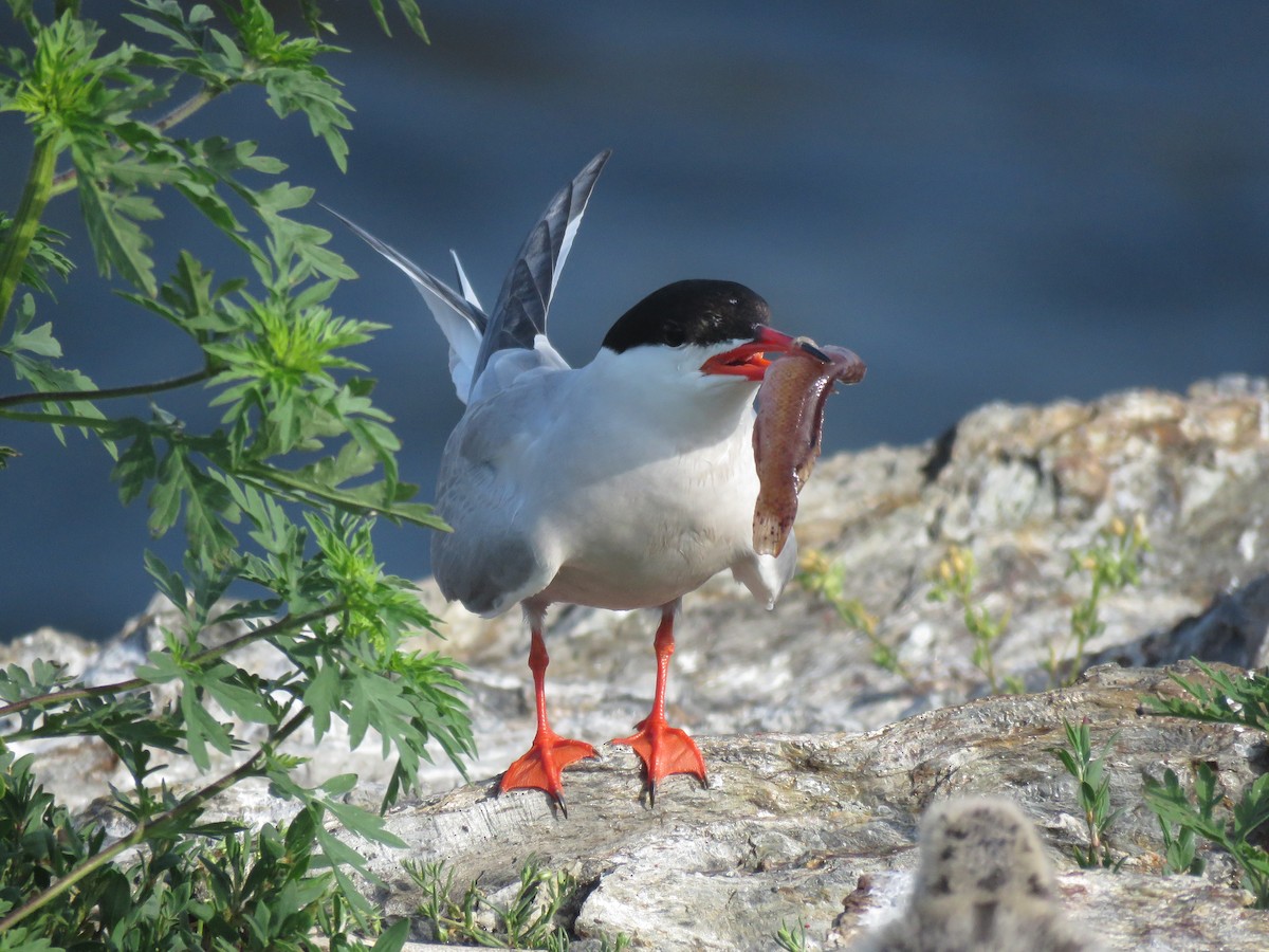 Common Tern - ML638793847