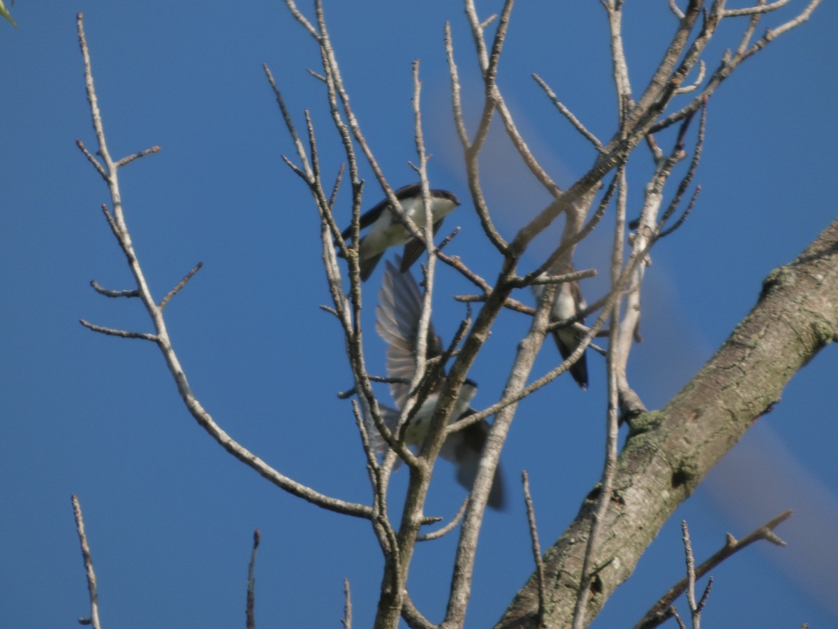 Tree Swallow - ML638793858
