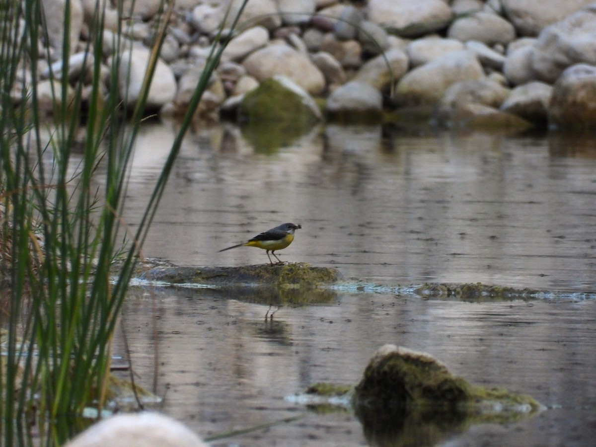 Gray Wagtail - ML638793871
