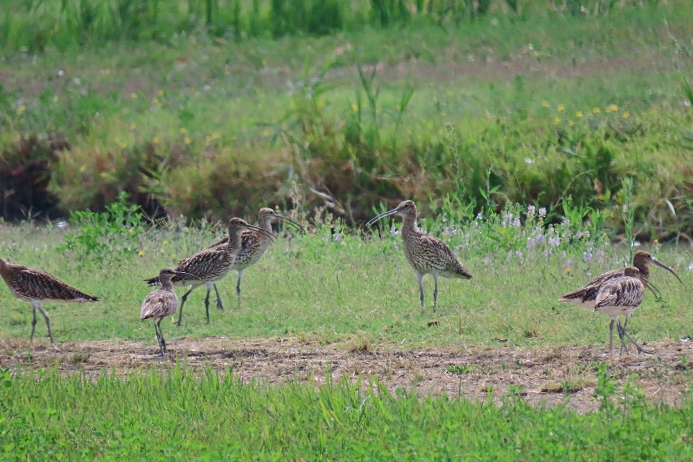 Zarapito Real - ML638793881