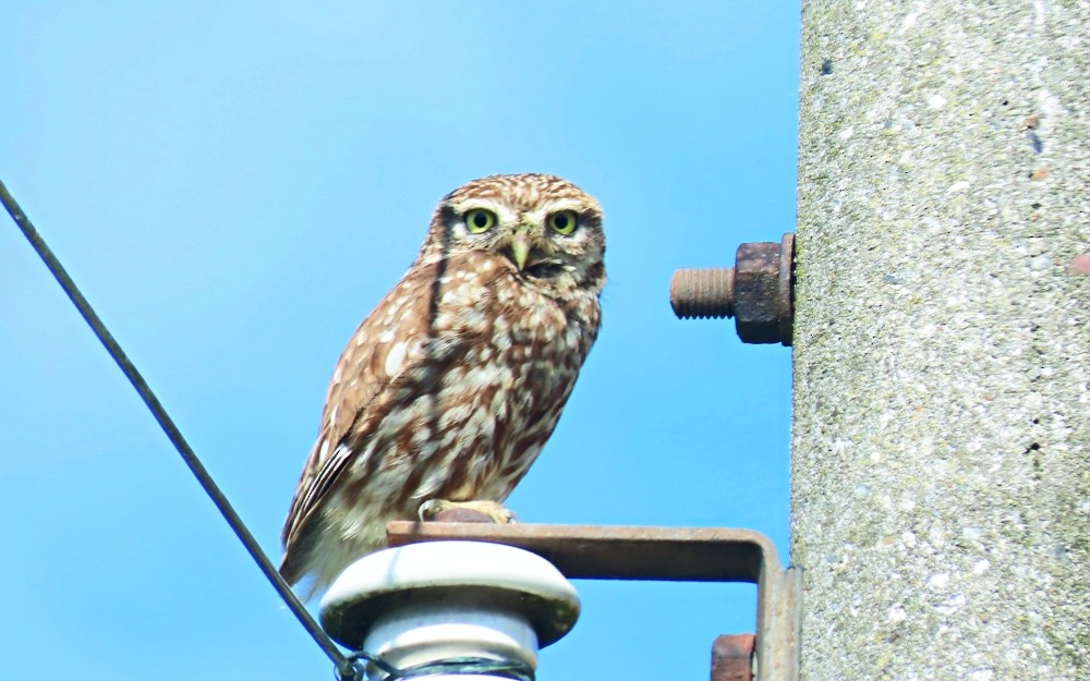 Little Owl - ML638793884