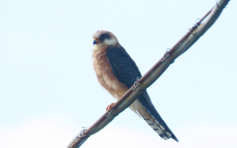 Cernícalo Patirrojo - ML638793891