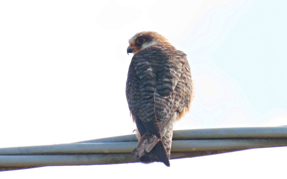 Cernícalo Patirrojo - ML638793893