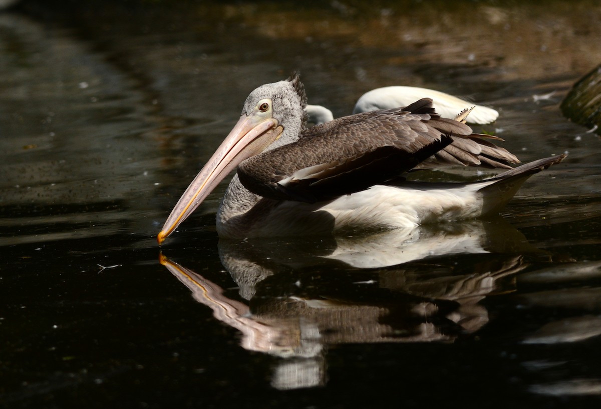 Spot-billed Pelican - ML638793933