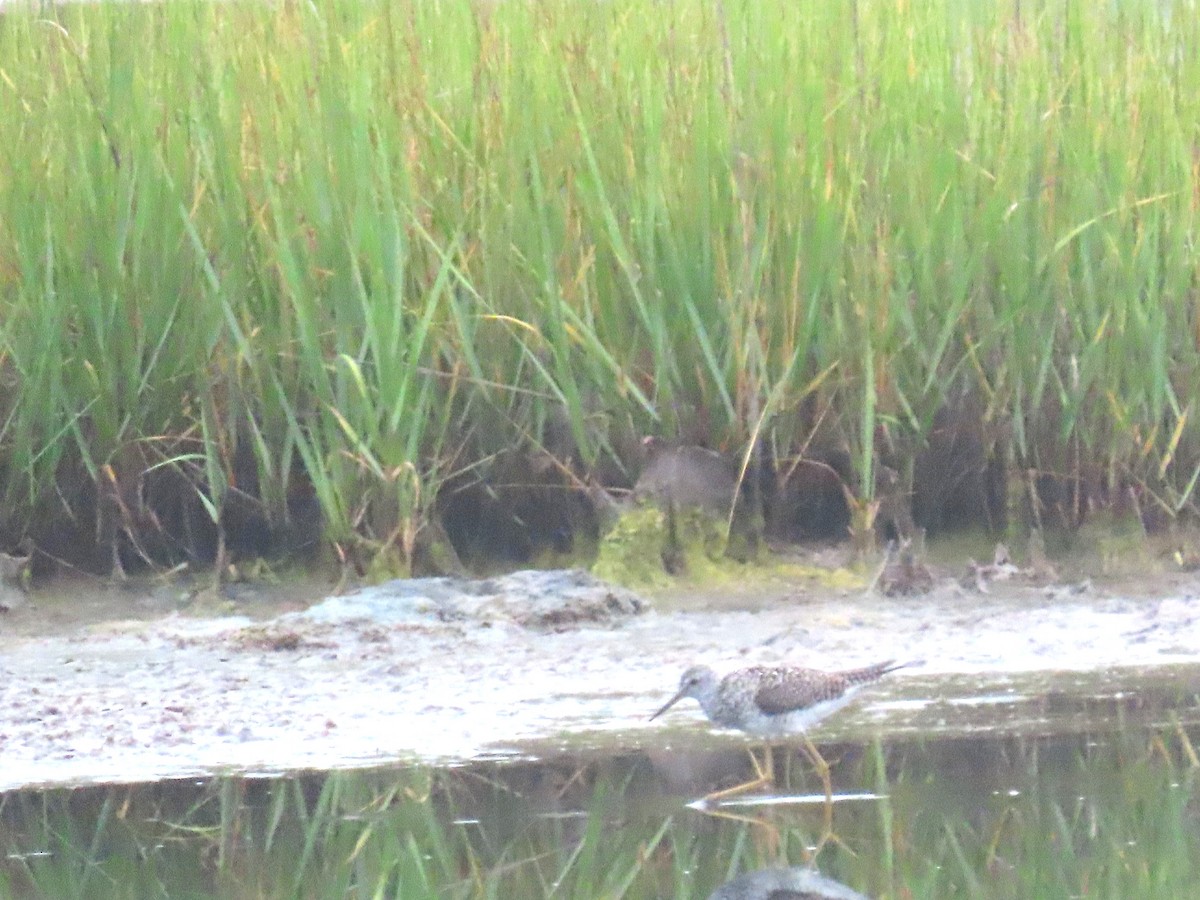 Greater Yellowlegs - ML638793952