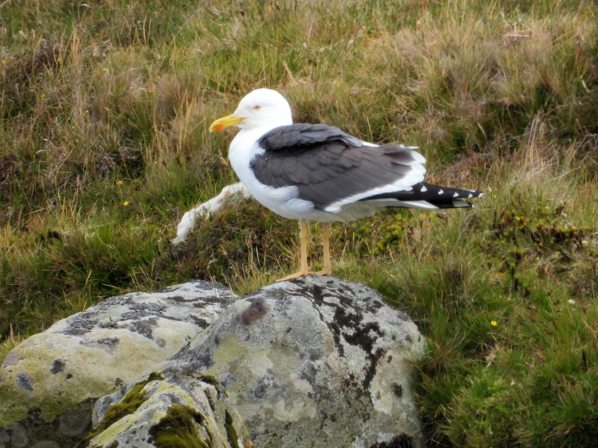 Lesser Black-backed Gull - ML638793960