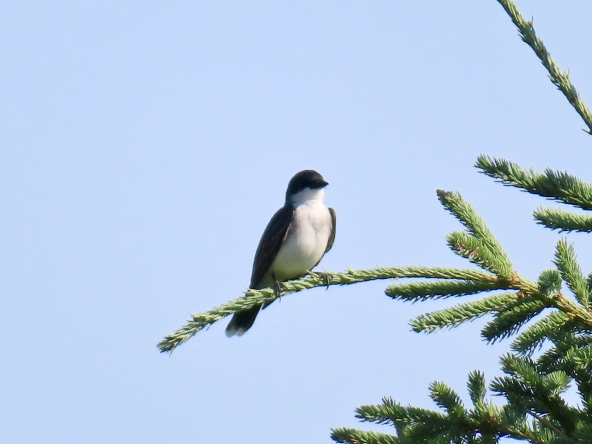 Eastern Kingbird - ML638793986