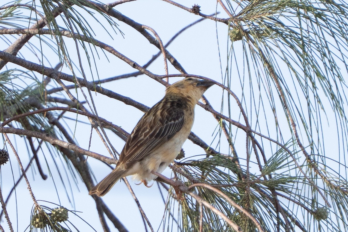 Baya Weaver - ML638793990