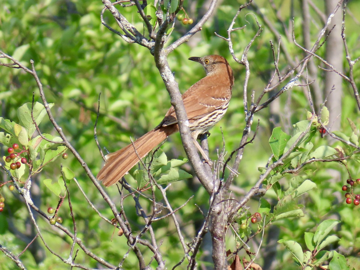 Brown Thrasher - ML638793993