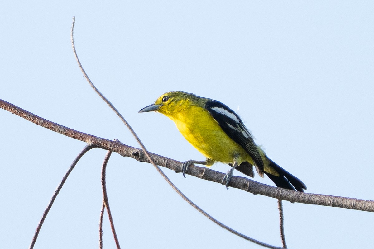 Common Iora - ML638793994