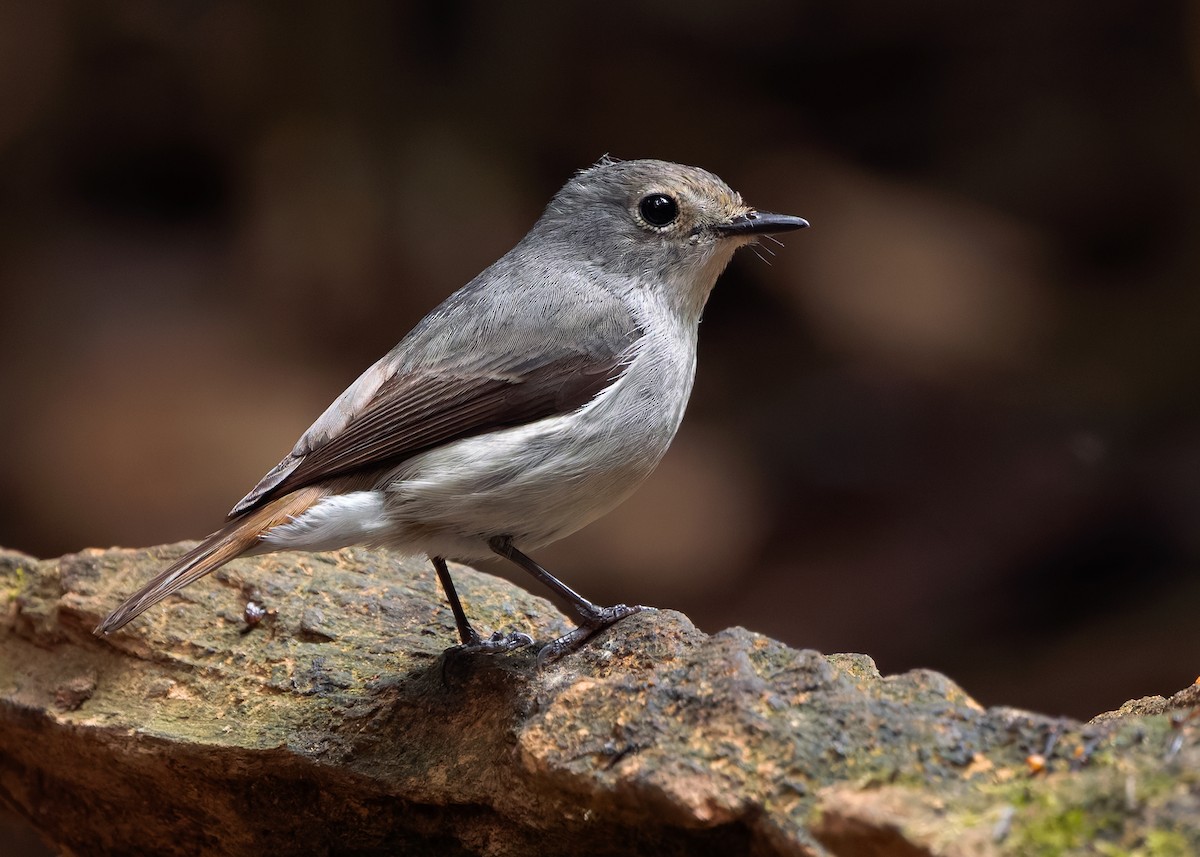 Little Pied Flycatcher - ML638793997