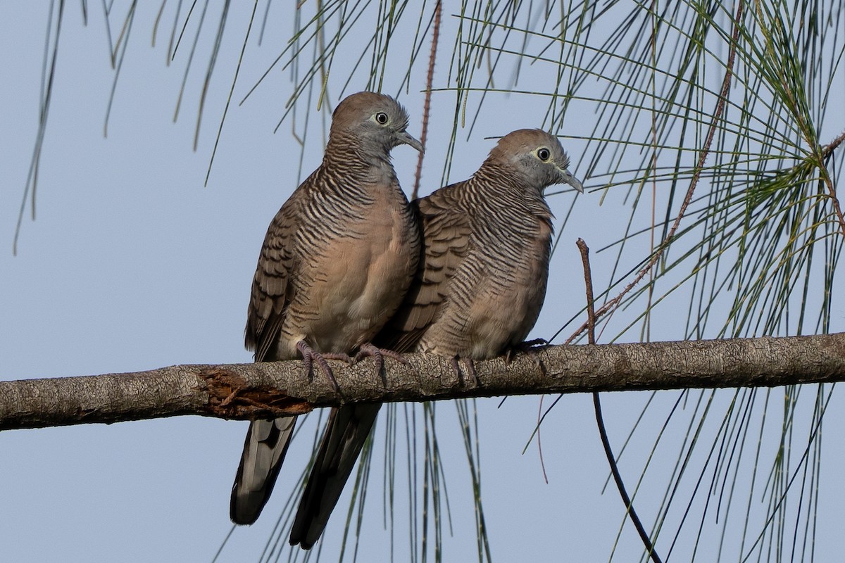 Zebra Dove - ML638793998