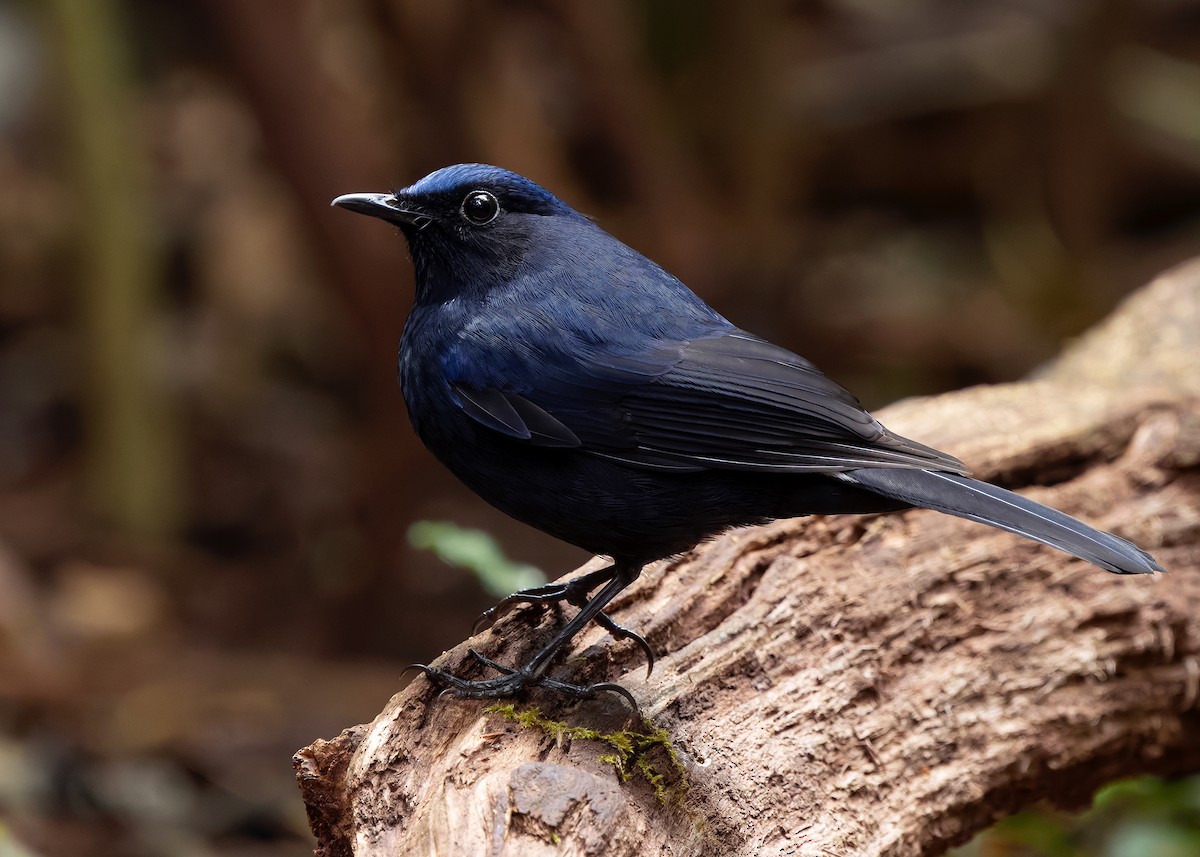 White-tailed Robin (White-tailed) - ML638794000
