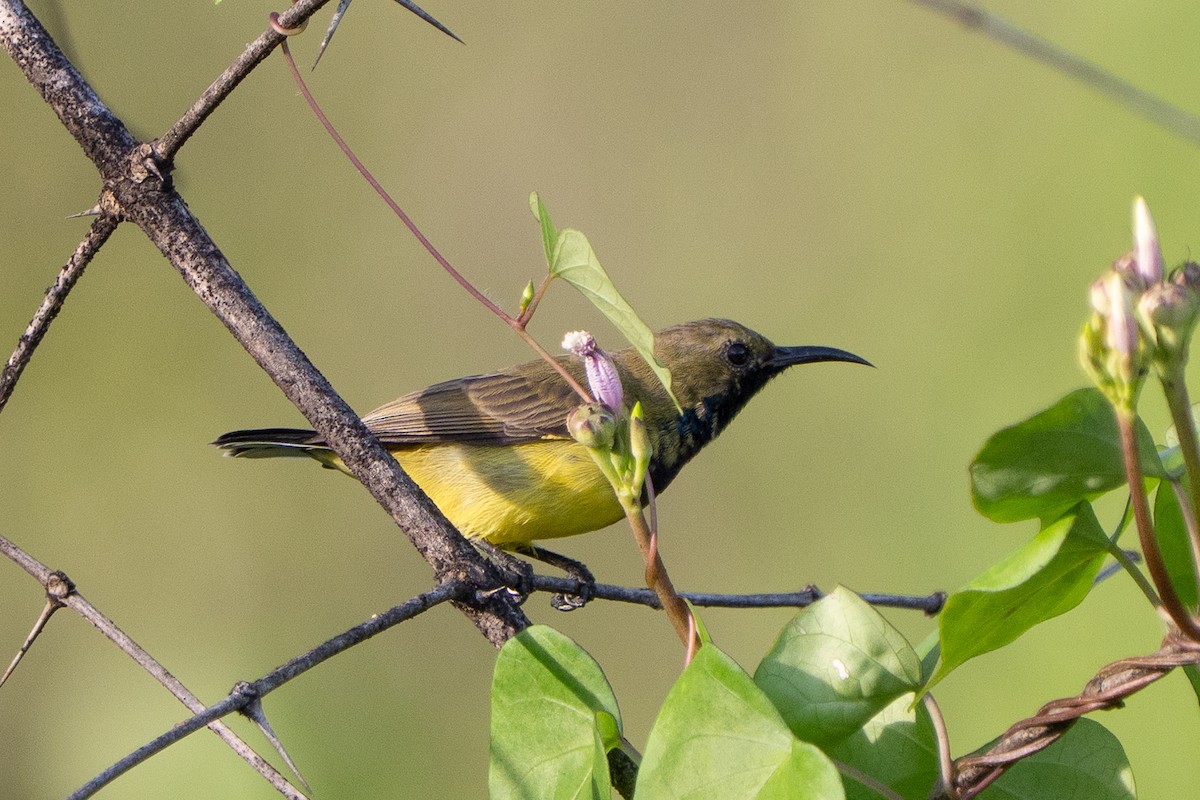 Ornate Sunbird - ML638794003