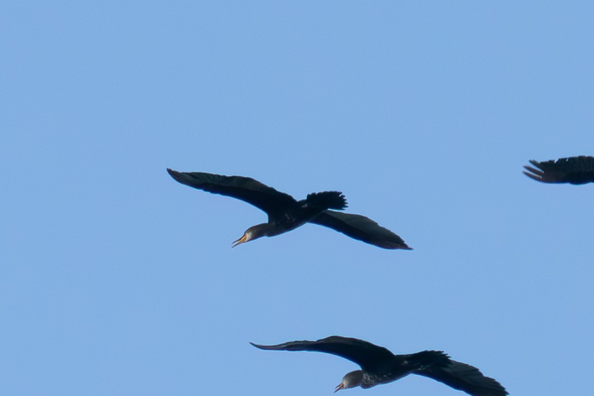 Indian Cormorant - ML638794007