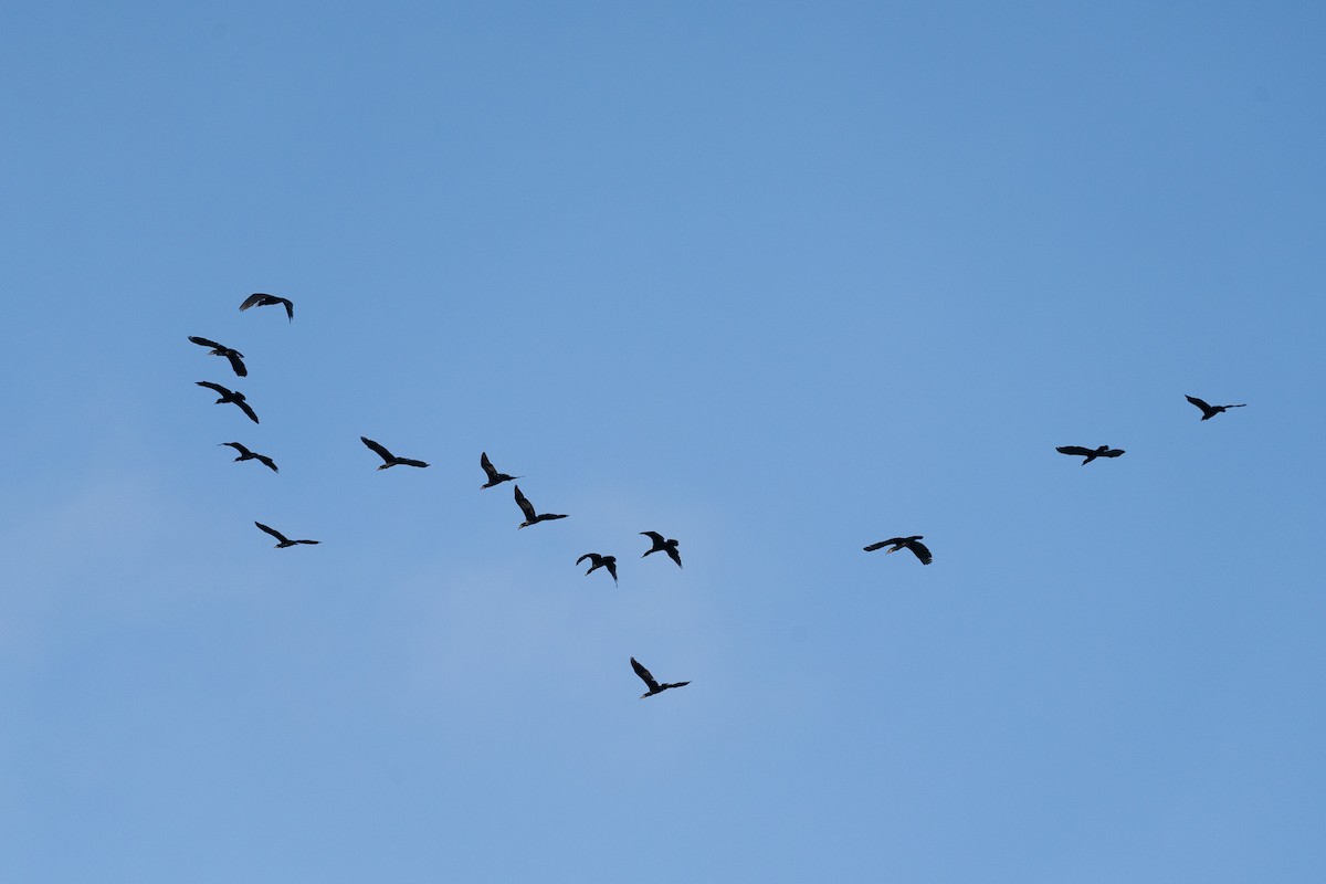 Indian Cormorant - ML638794008