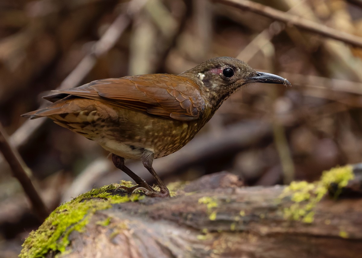 Dark-sided Thrush - ML638794010