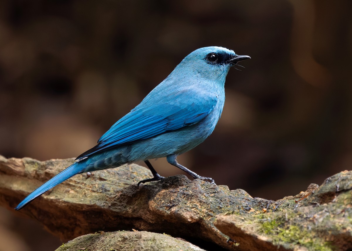 Verditer Flycatcher - ML638794014