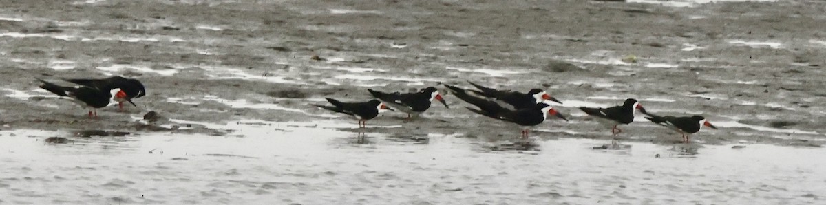 Black Skimmer - ML638794015