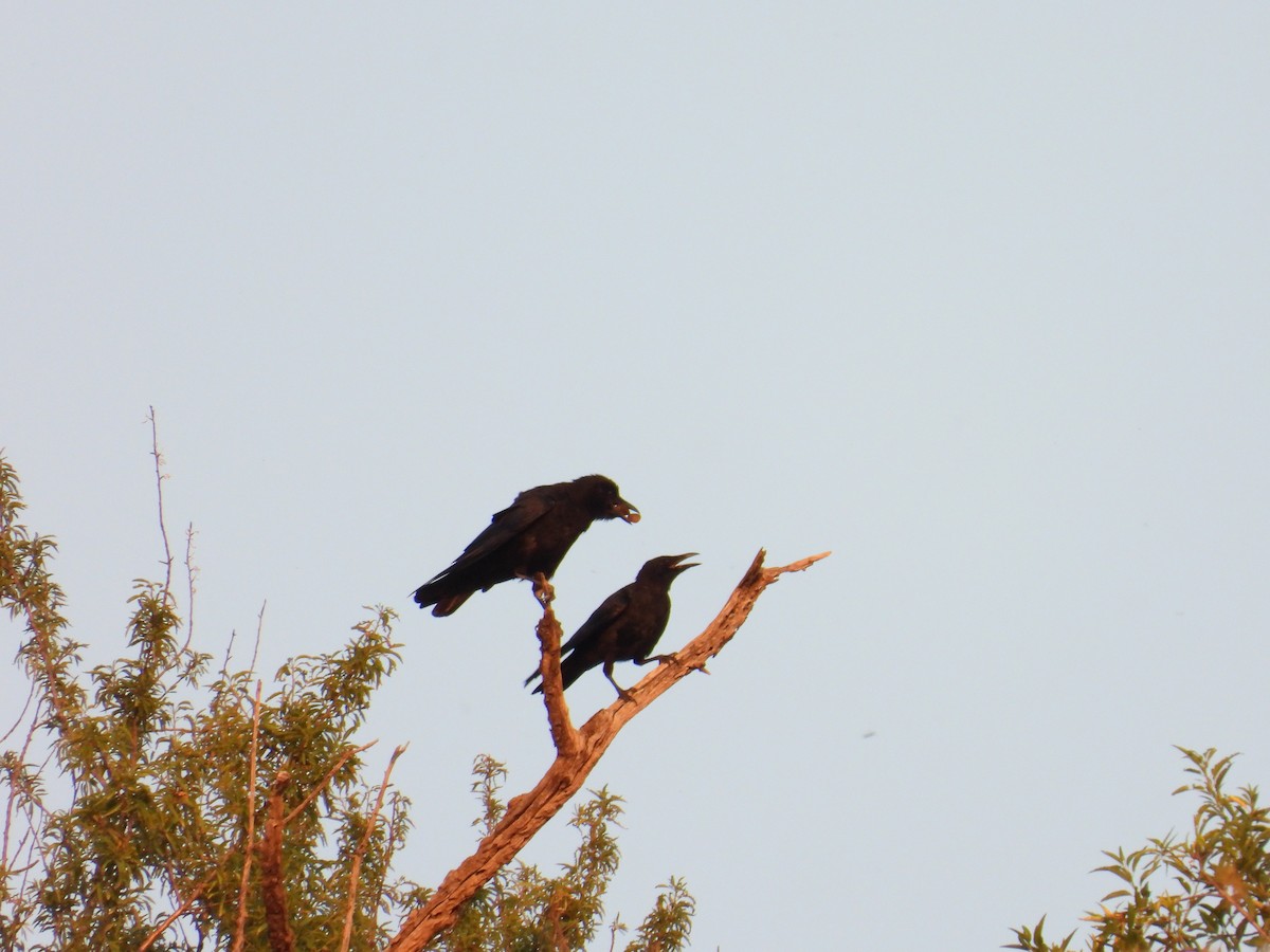 Carrion Crow - ML638794086