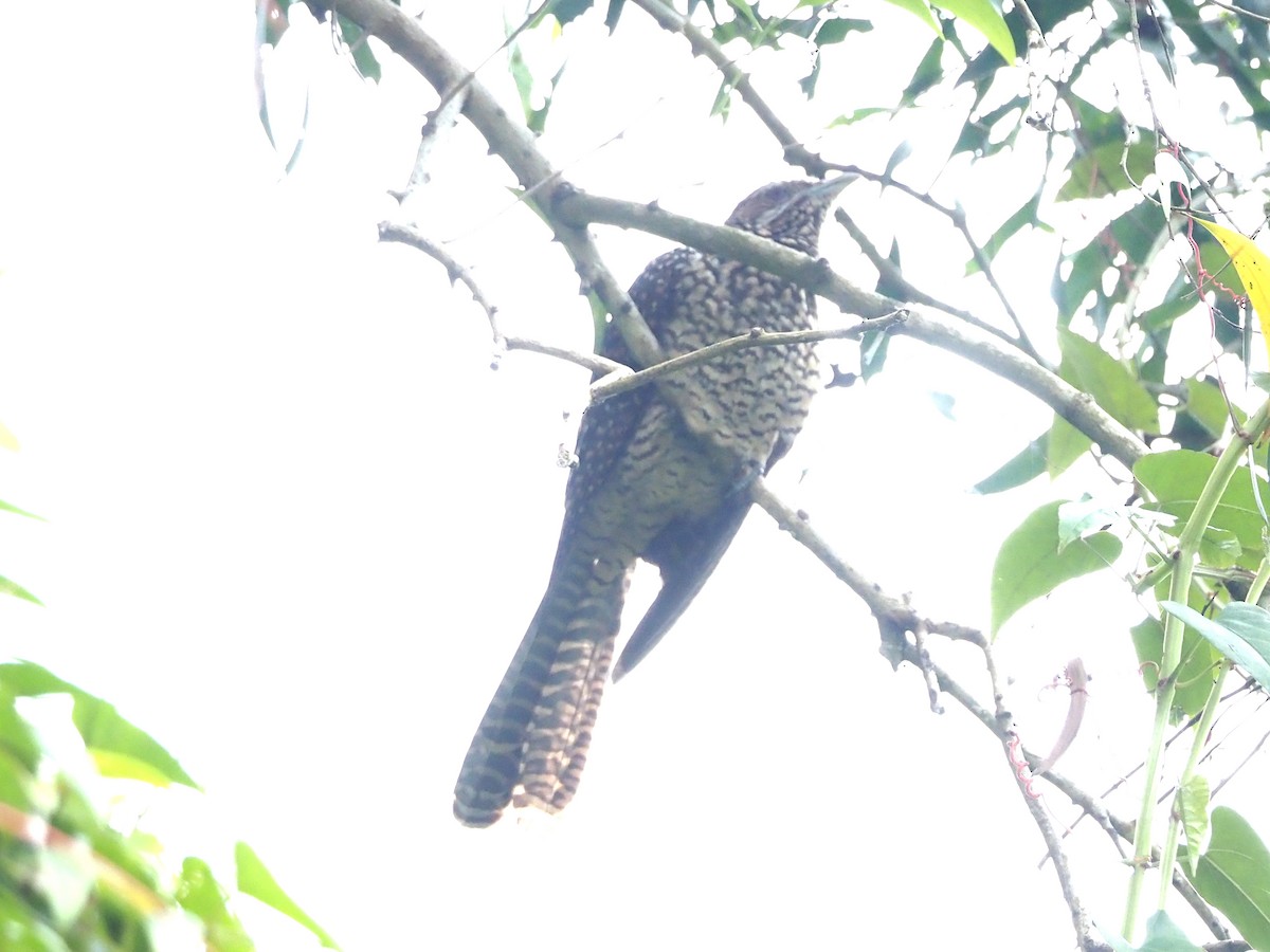 Asian Koel - ML638794106