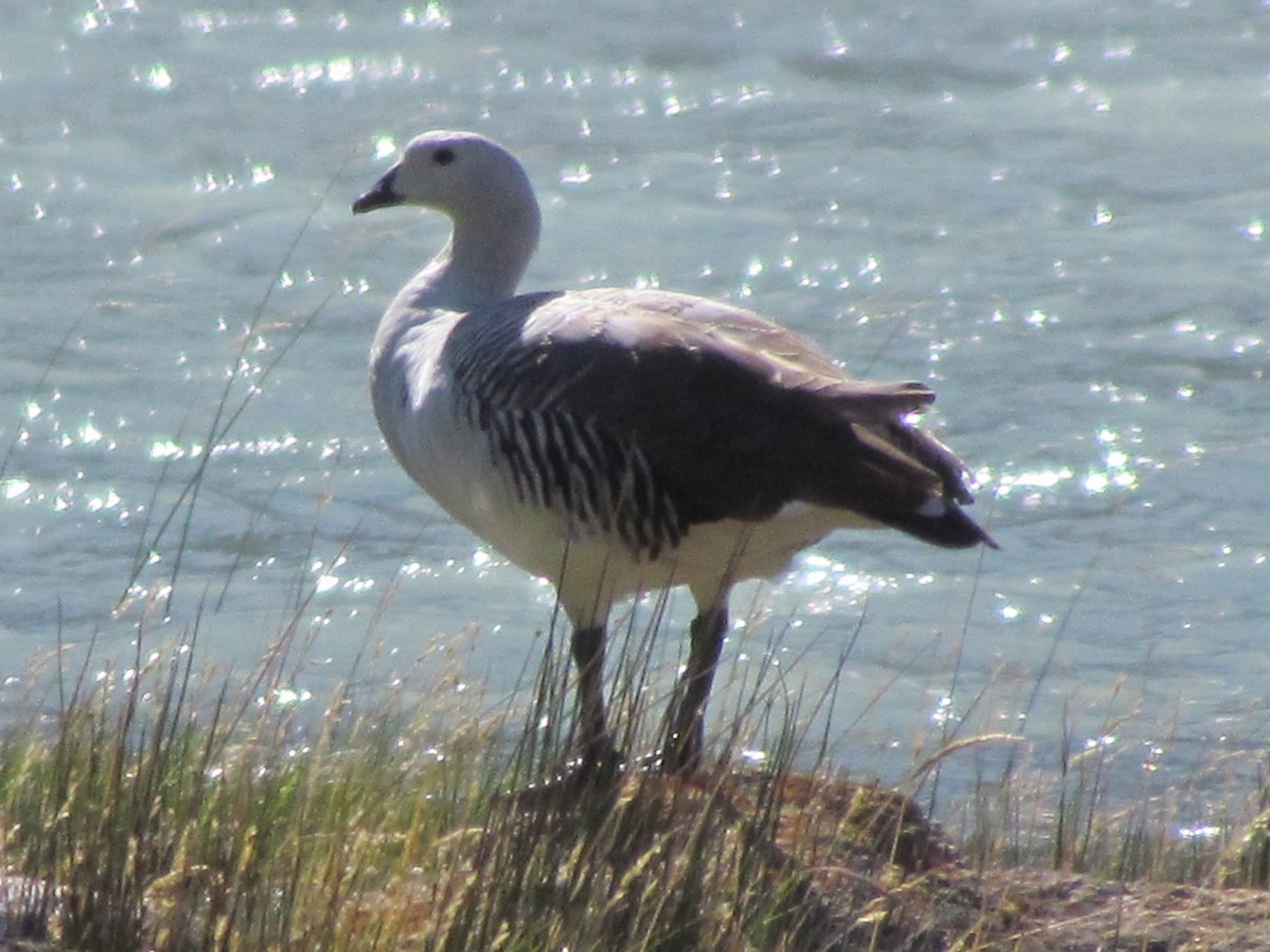 Upland Goose - ML638794107
