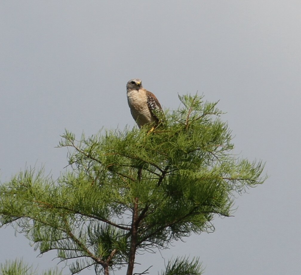 Red-shouldered Hawk - ML638794108