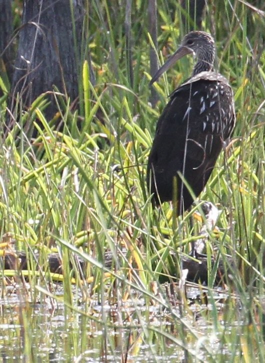 Limpkin - ML638794112