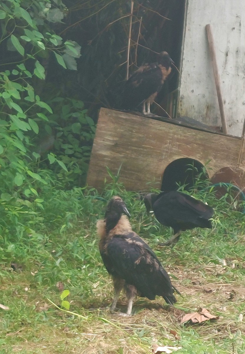 Black Vulture - ML638794113