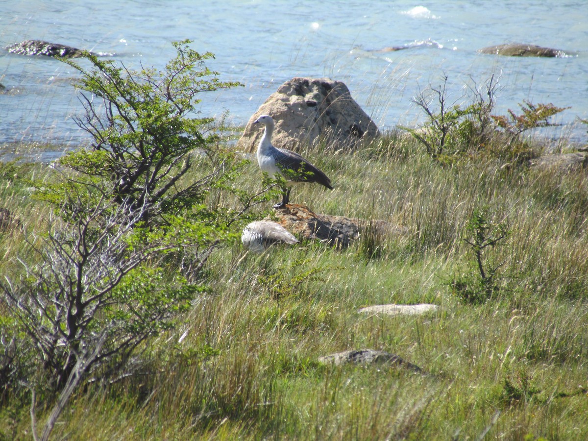 Upland Goose - ML638794114