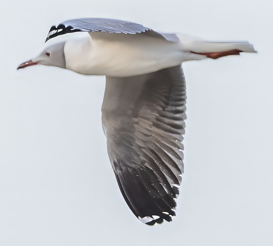 Gray-hooded Gull - ML638794116