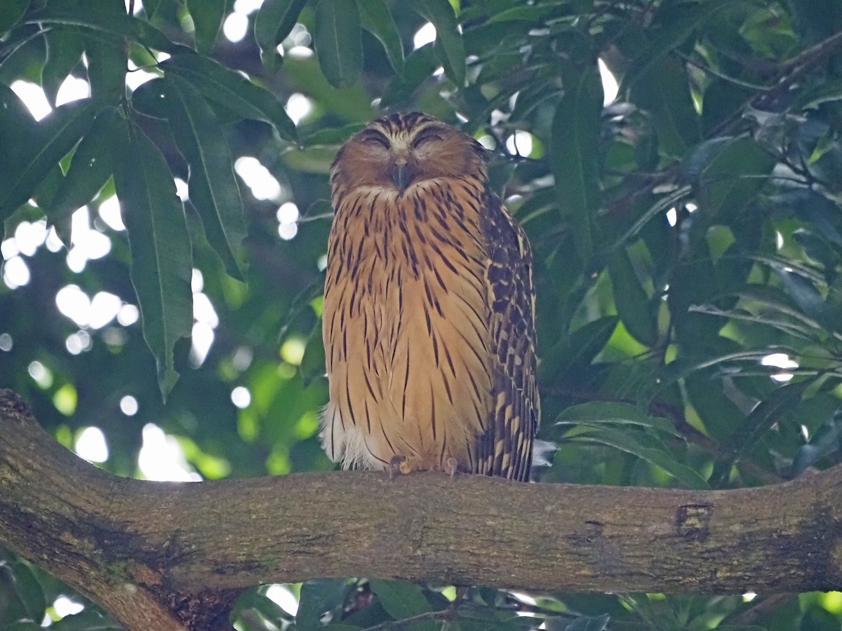 Buffy Fish-Owl - ML638794117