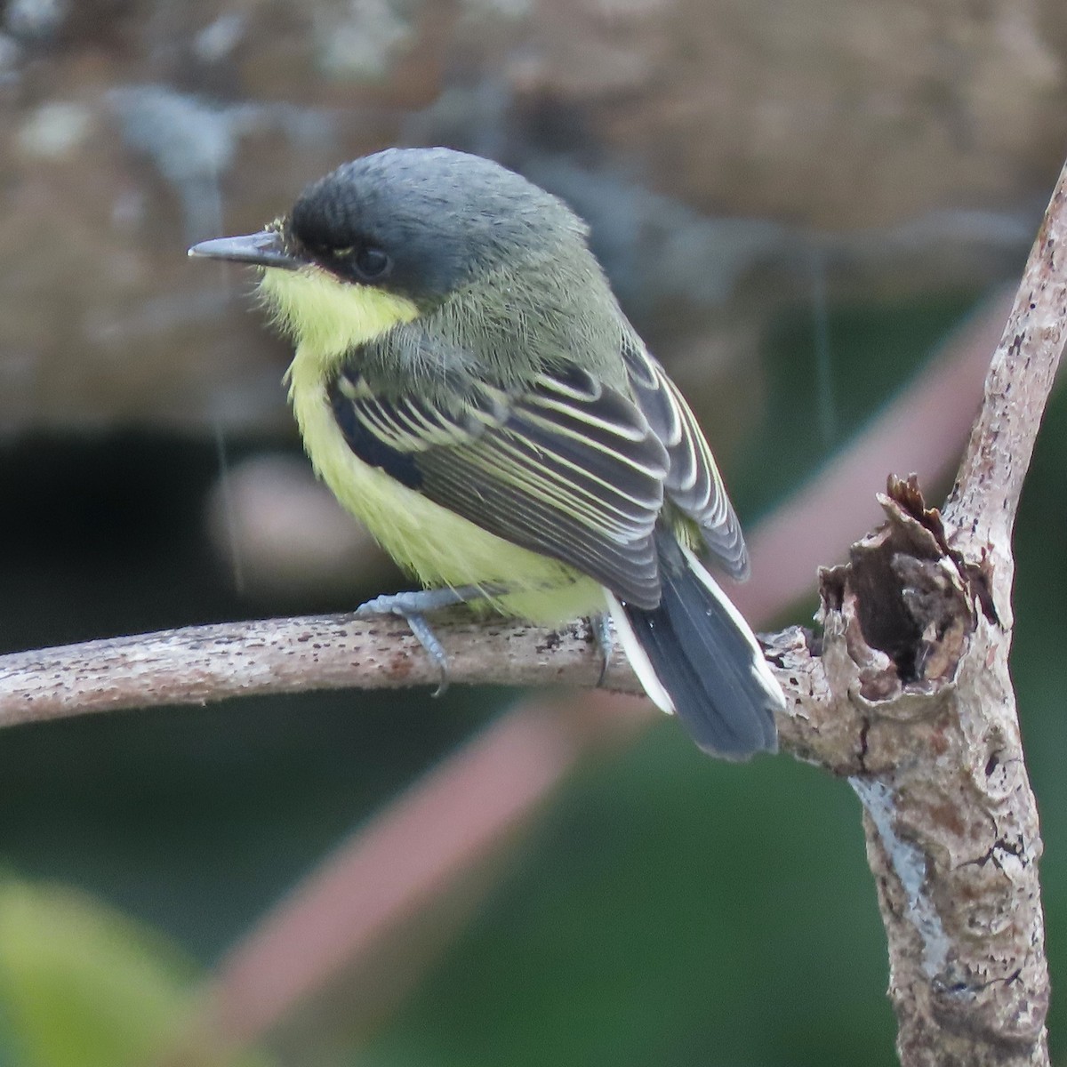 Common Tody-Flycatcher - ML638794118