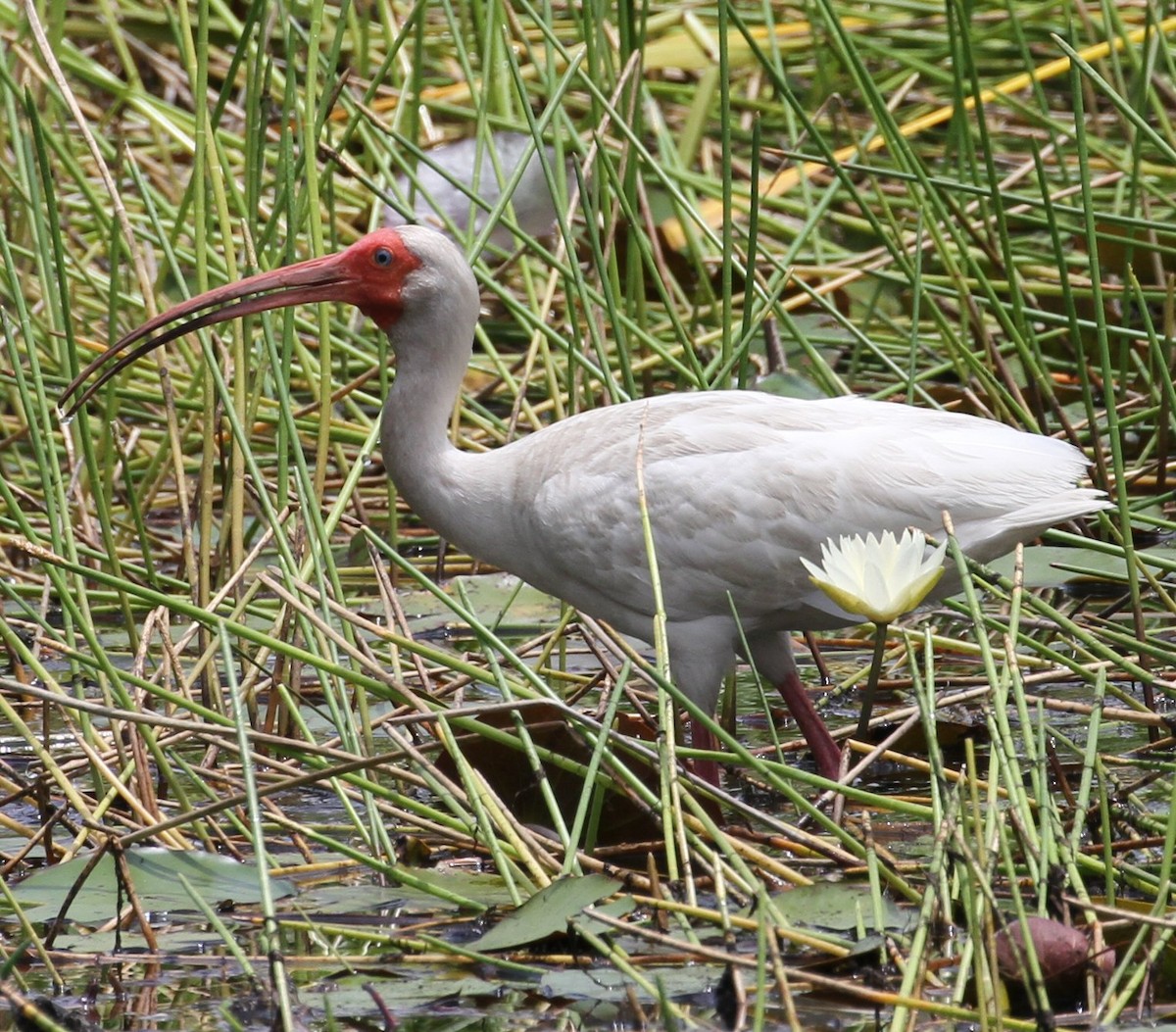White Ibis - ML638794120