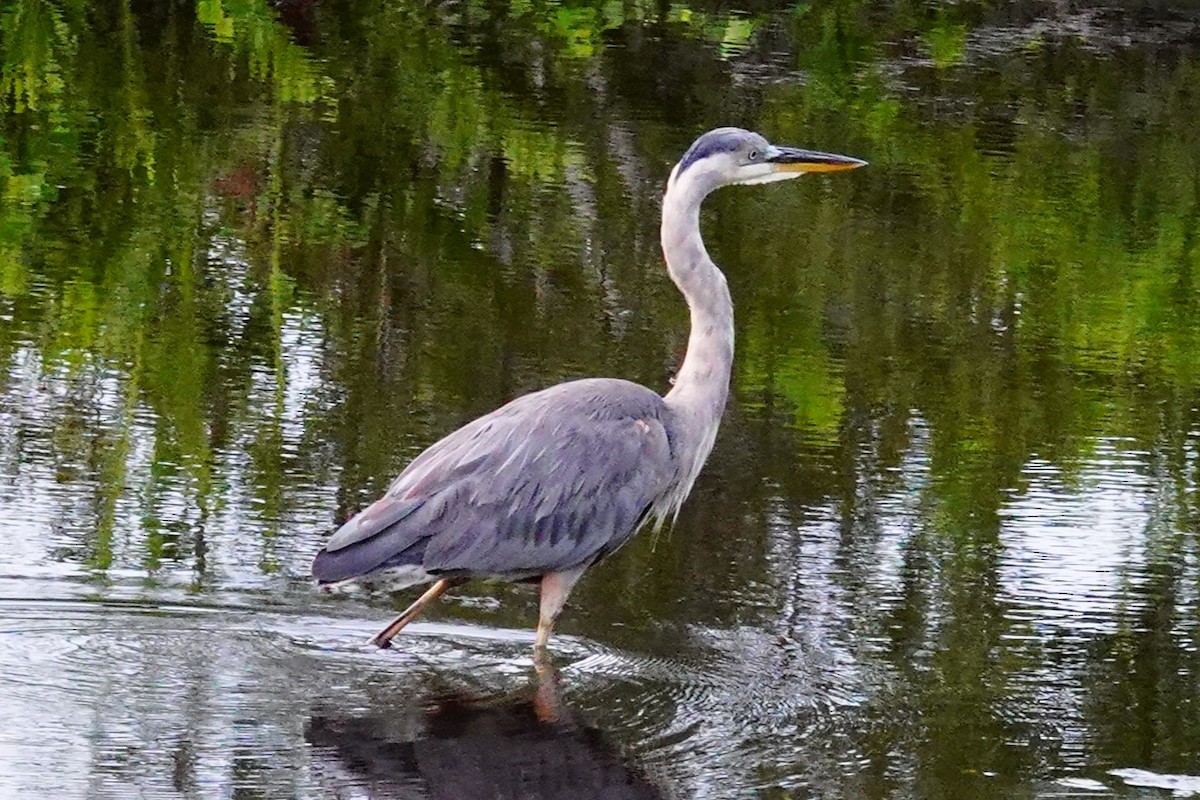 Great Blue Heron - ML638794122
