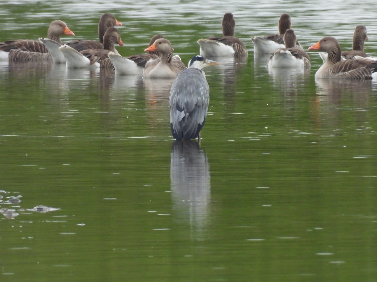 Gray Heron - ML638794123