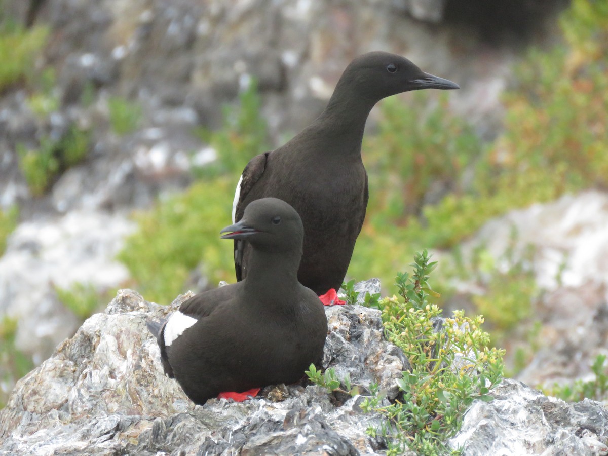 Black Guillemot - ML638794127